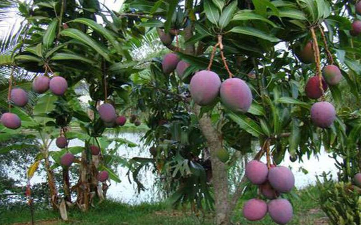 TROPICIAL FRUIT TREES