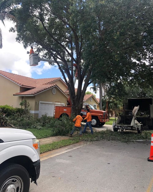 Tree Services | Taylor Total Tree Service 