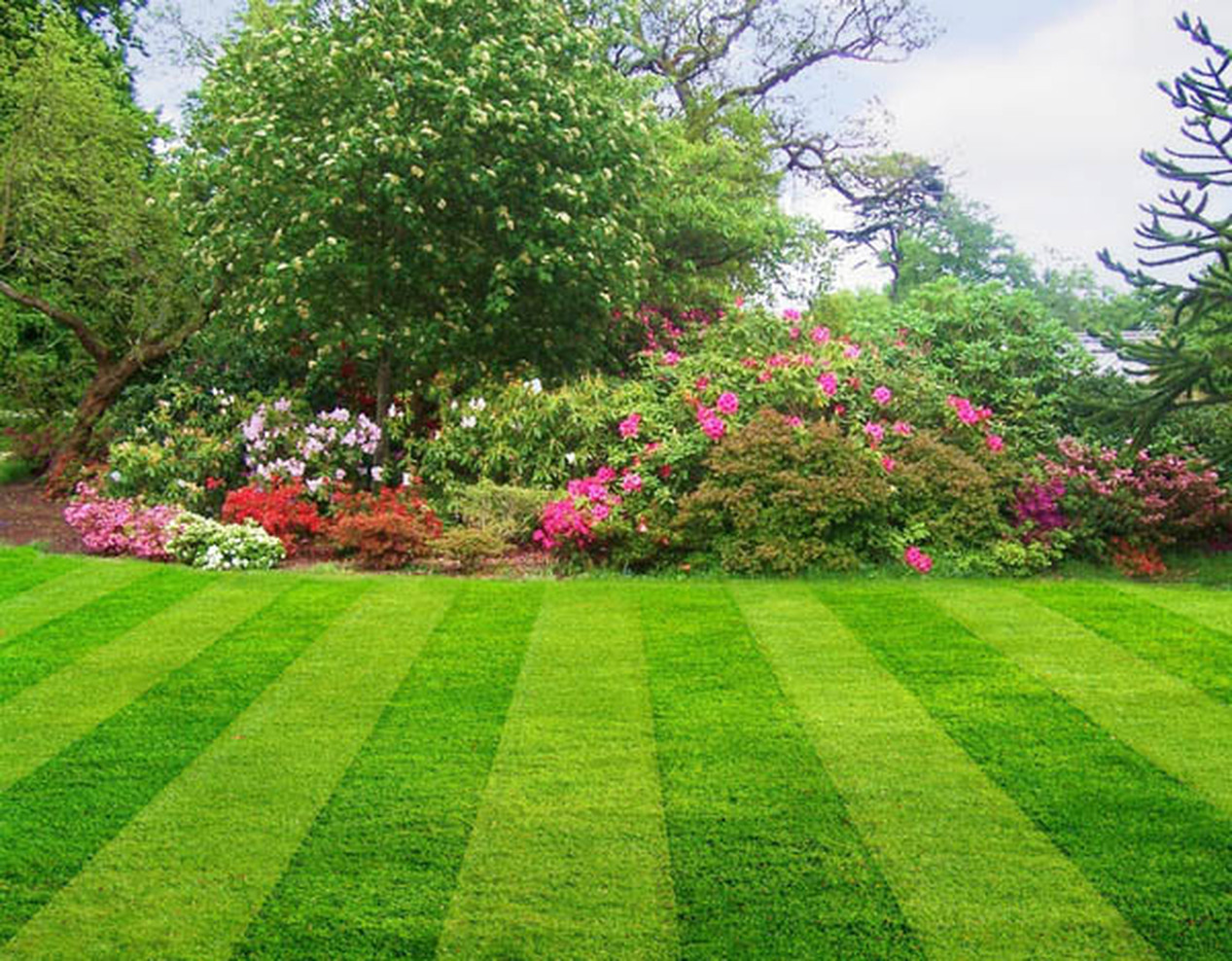 Landscape Designs & Tree Trimming | Lawn Stars Landscaping