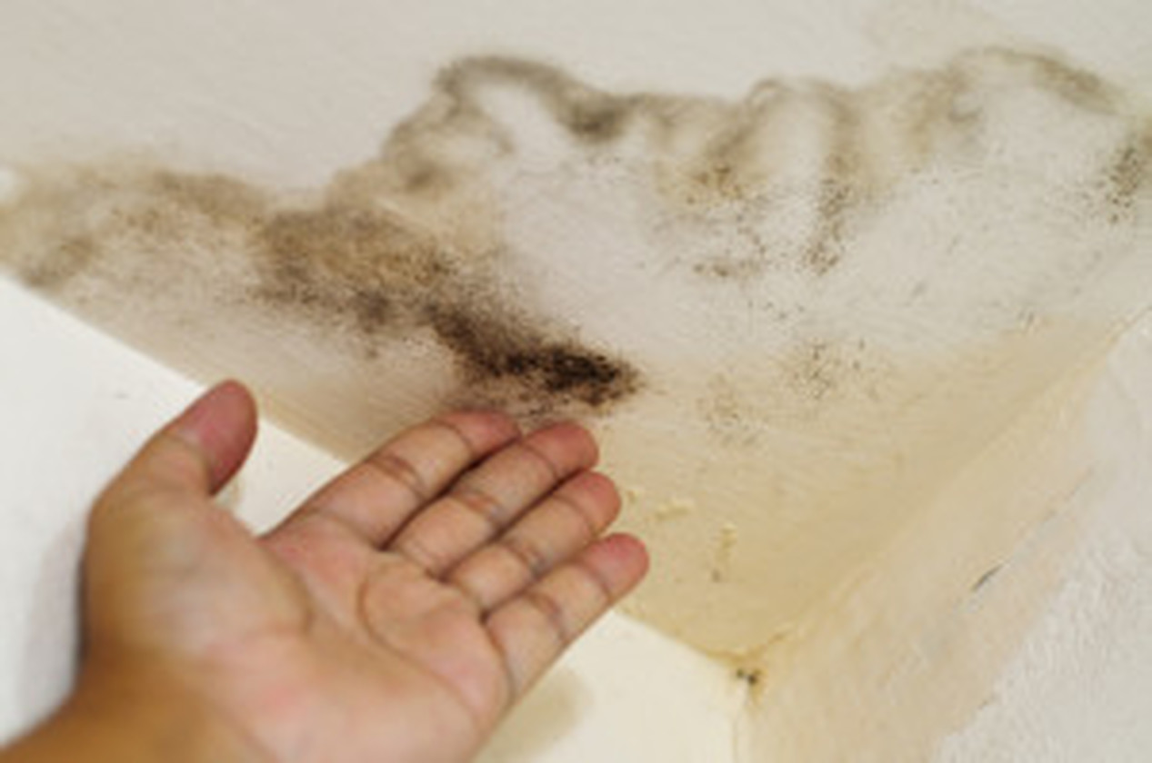 Mold Inspection & Removal